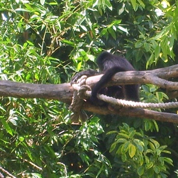 Visita el Zoologico de Tamatan